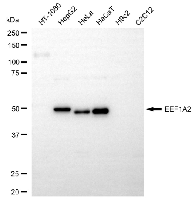 EEF1A2 Antibody in Western Blot (WB)