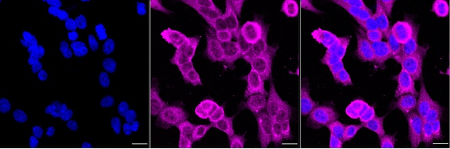 EDG3 Antibody in Immunocytochemistry (ICC/IF)