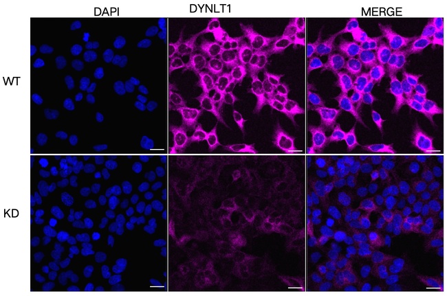 DYNLT1 Antibody in Immunocytochemistry (ICC/IF)