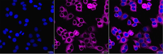 DYNC1LI1 Antibody in Immunocytochemistry (ICC/IF)