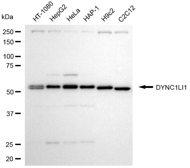 DYNC1LI1 Antibody in Western Blot (WB)