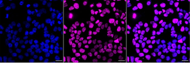 DPPA4 Antibody in Immunocytochemistry (ICC/IF)