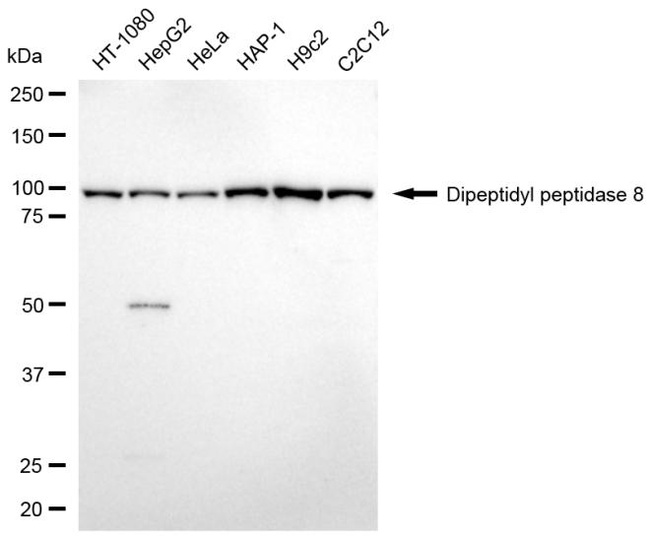 DPP8 Antibody in Western Blot (WB)