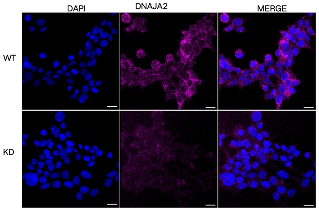 DNAJA2 Antibody in Immunocytochemistry (ICC/IF)