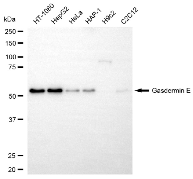 DFNA5 Antibody in Western Blot (WB)
