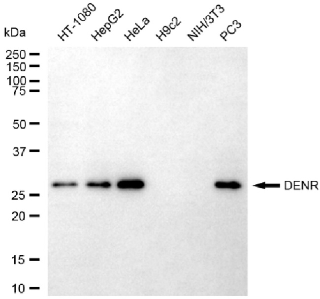 DENR Antibody in Western Blot (WB)