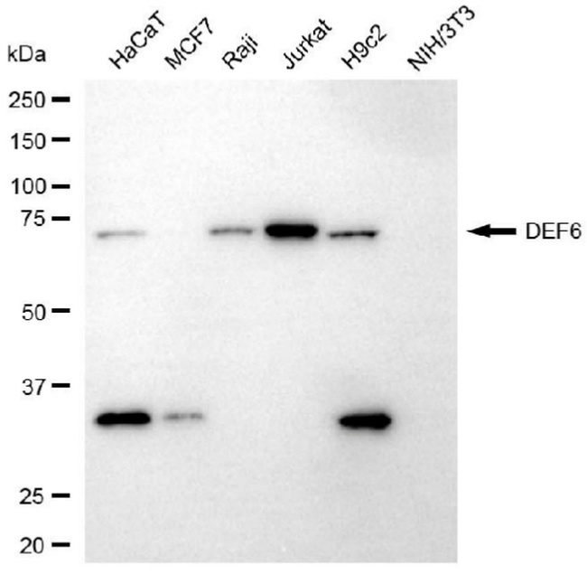 DEF6 Antibody in Western Blot (WB)