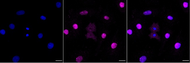 DDX50 Antibody in Immunocytochemistry (ICC/IF)