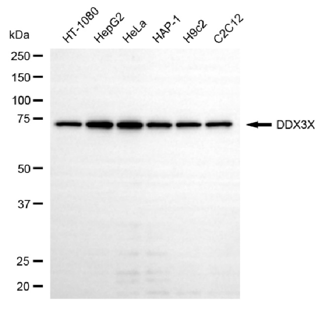 DDX3 Antibody in Western Blot (WB)