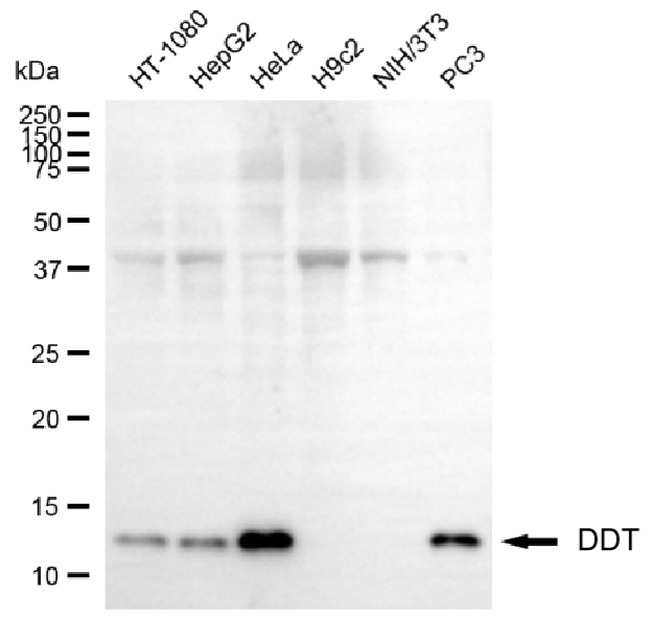 DDT Antibody in Western Blot (WB)
