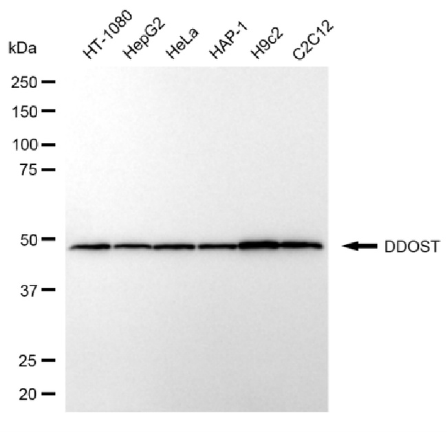 DDOST Antibody in Western Blot (WB)