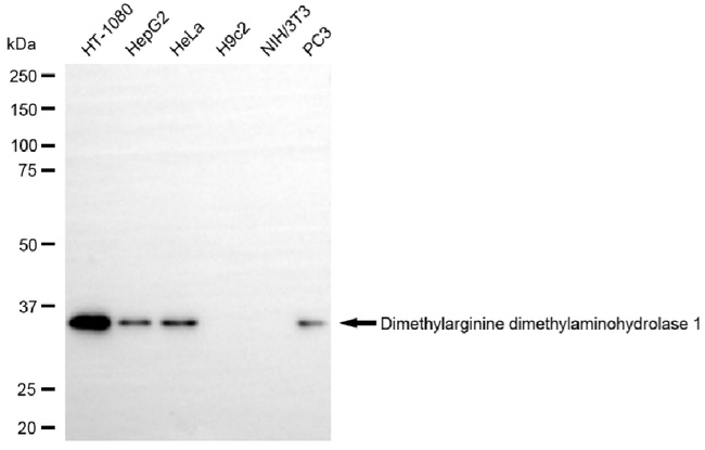 DDAH1 Antibody in Western Blot (WB)