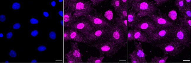 CYB5R3 Antibody in Immunocytochemistry (ICC/IF)
