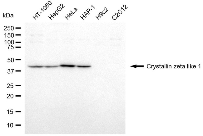 CRYZL1 Antibody in Western Blot (WB)