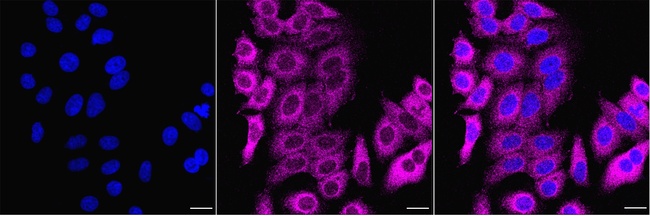CRLF3 Antibody in Immunocytochemistry (ICC/IF)