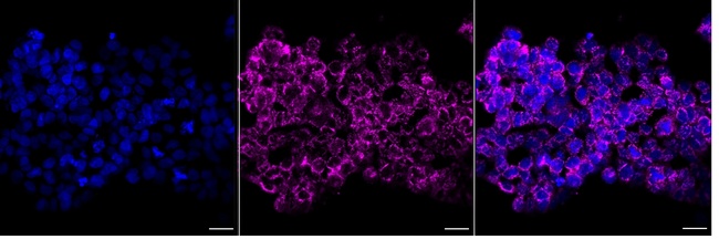 COX6C Antibody in Immunocytochemistry (ICC/IF)