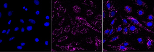 COX5B Antibody in Immunocytochemistry (ICC/IF)