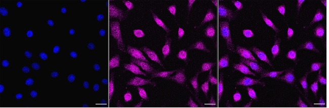 COX1 Antibody in Immunocytochemistry (ICC/IF)