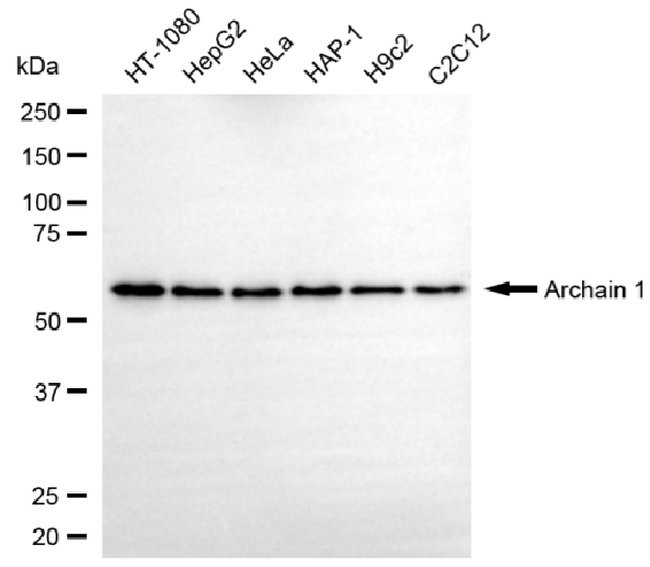 COPD Antibody in Western Blot (WB)