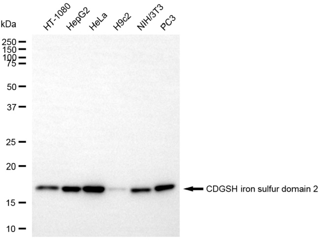 CISD2 Antibody in Western Blot (WB)