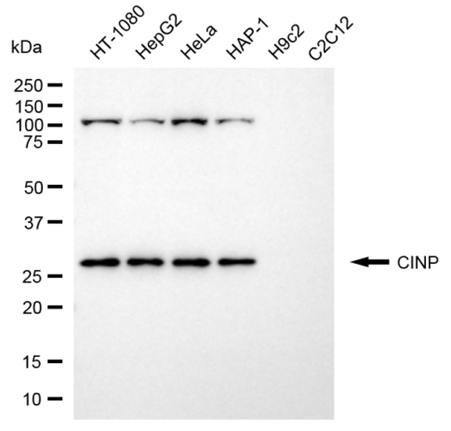 CINP Antibody in Western Blot (WB)