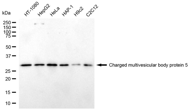CHMP5 Antibody in Western Blot (WB)
