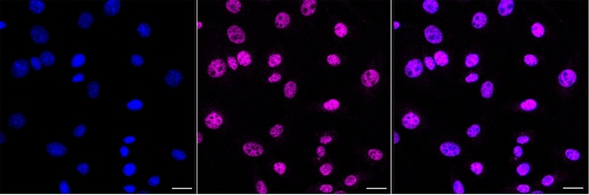 CGBP Antibody in Immunocytochemistry (ICC/IF)