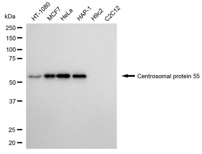 CEP55 Antibody in Western Blot (WB)