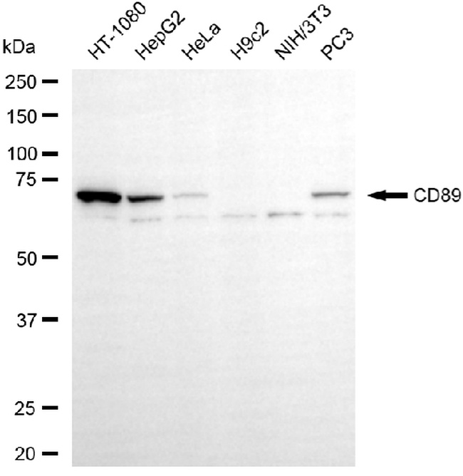 FCAR Antibody in Western Blot (WB)