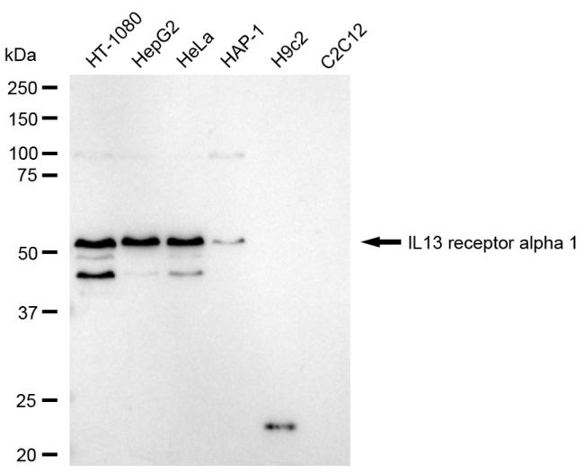 IL13RA1 Antibody in Western Blot (WB)