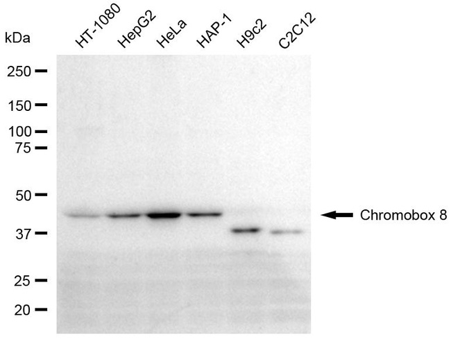 CBX8 Antibody in Western Blot (WB)