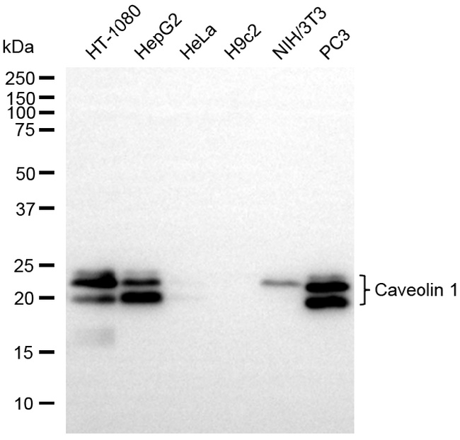 Caveolin 1 Antibody in Western Blot (WB)