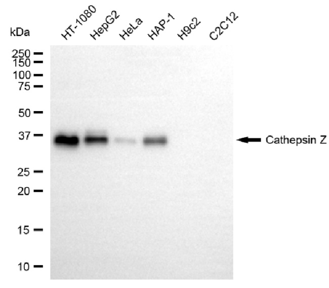 Cathepsin Z Antibody in Western Blot (WB)