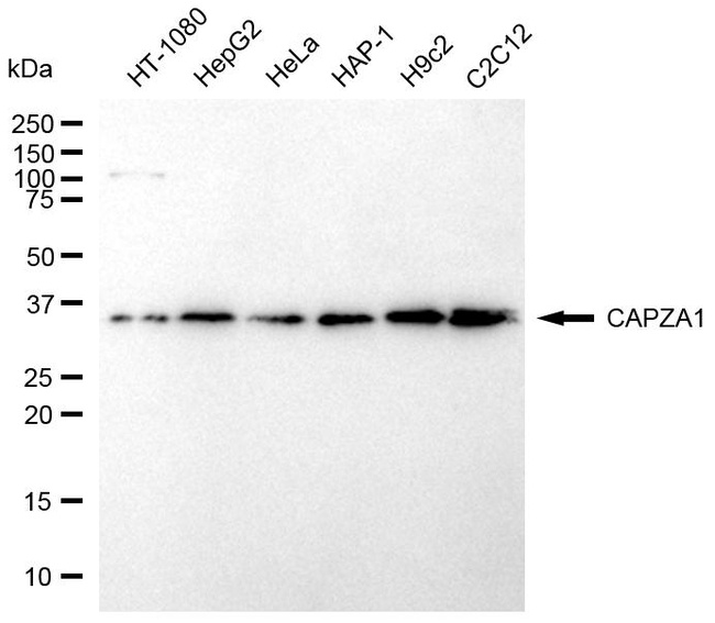 CAPZA1 Antibody in Western Blot (WB)