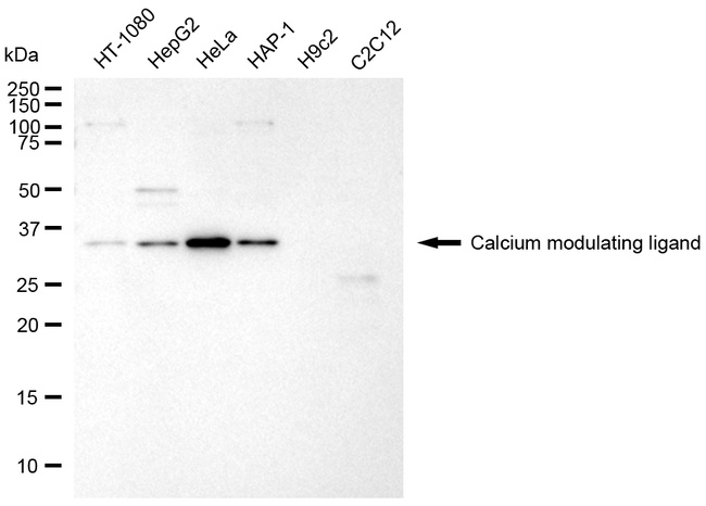 CAMLG Antibody in Western Blot (WB)