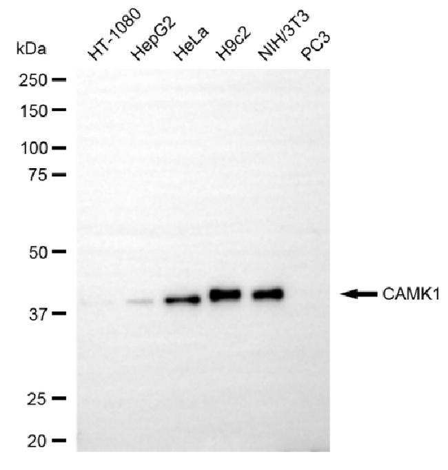 CaMKI Antibody in Western Blot (WB)