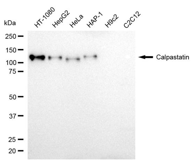 Calpastatin Antibody in Western Blot (WB)