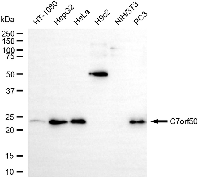 C7orf50 Antibody in Western Blot (WB)