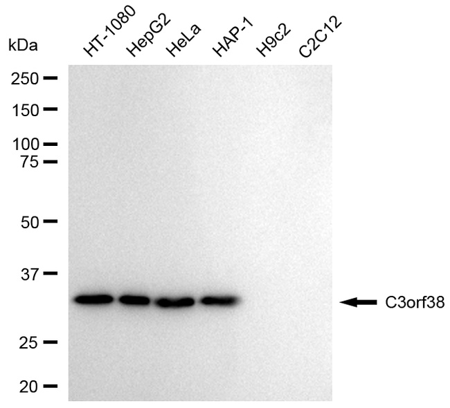 C3orf38 Antibody in Western Blot (WB)