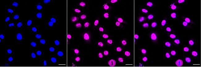Bub3 Antibody in Immunocytochemistry (ICC/IF)