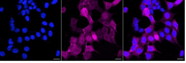 Bub1 Antibody in Immunocytochemistry (ICC/IF)