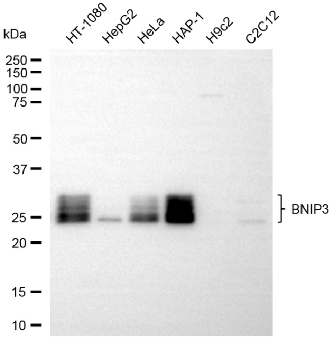 BNIP3 Antibody in Western Blot (WB)