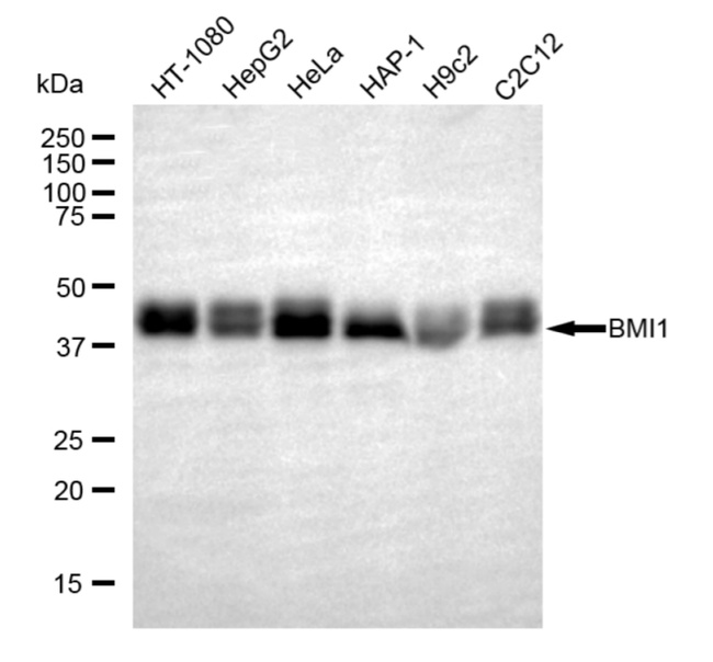 BMI-1 Antibody in Western Blot (WB)