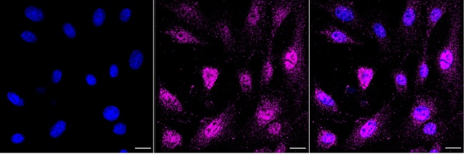 BMAL1 Antibody in Immunocytochemistry (ICC/IF)