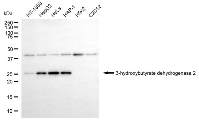 BDH2 Antibody in Western Blot (WB)