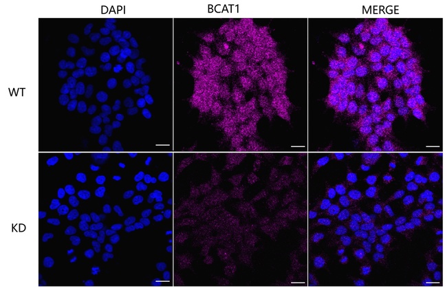 BCAT1 Antibody in Immunocytochemistry (ICC/IF)