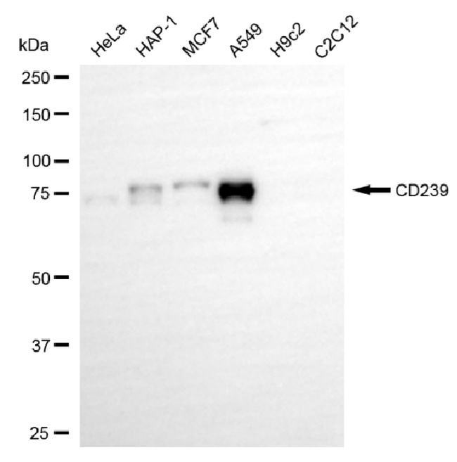 BCAM Antibody in Western Blot (WB)