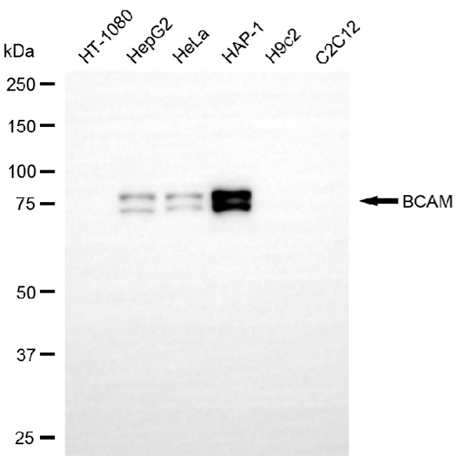 BCAM Antibody in Western Blot (WB)