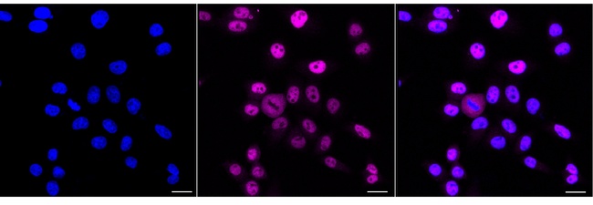 BAG6 Antibody in Immunocytochemistry (ICC/IF)