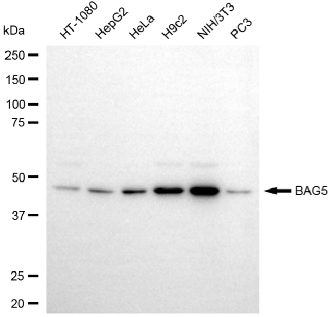 BAG5 Antibody in Western Blot (WB)